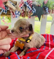 Mini Macie, a female Miniature Aussiedoodle for sale in Bloomfield, MO – Photo 6 of 7