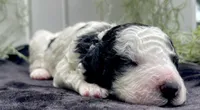Jasper, a male Miniature Aussiedoodle for sale in Bloomfield, MO – 1 of 6
