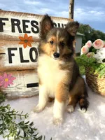 Dolly (Video) Tiny, a female Shetland Sheepdog for sale in Bloomfield, MO – 3 of 10