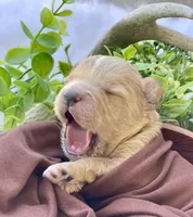 F1bb Mini Parker , a male Goldendoodle and Miniature Goldendoodle for sale in Bloomfield, MO – 1 of 7