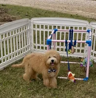 F1bb Mini Trey Video , a male Goldendoodle and Miniature Goldendoodle for sale in Bloomfield, MO – 4 of 10