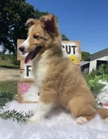 Rosie , a female Shetland Sheepdog for sale in Bloomfield, MO – 4 of 10