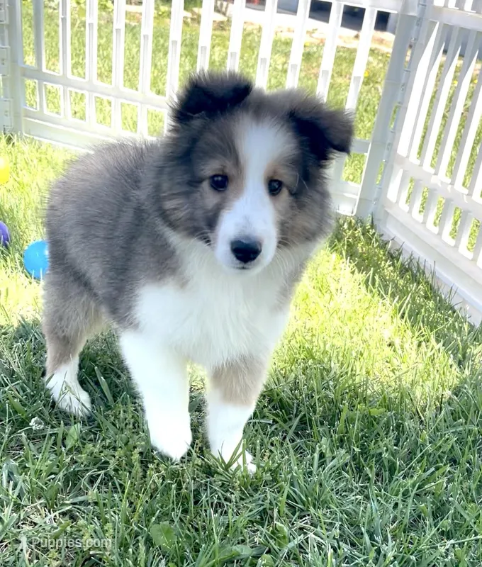 Allie – Shetland Sheepdog puppy for sale in Bloomfield, MO
