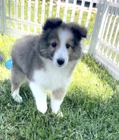 Allie, a female Shetland Sheepdog for sale in Bloomfield, MO – 2 of 10
