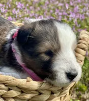 Allie, a female Shetland Sheepdog for sale in Bloomfield, MO – Photo 4 of 8