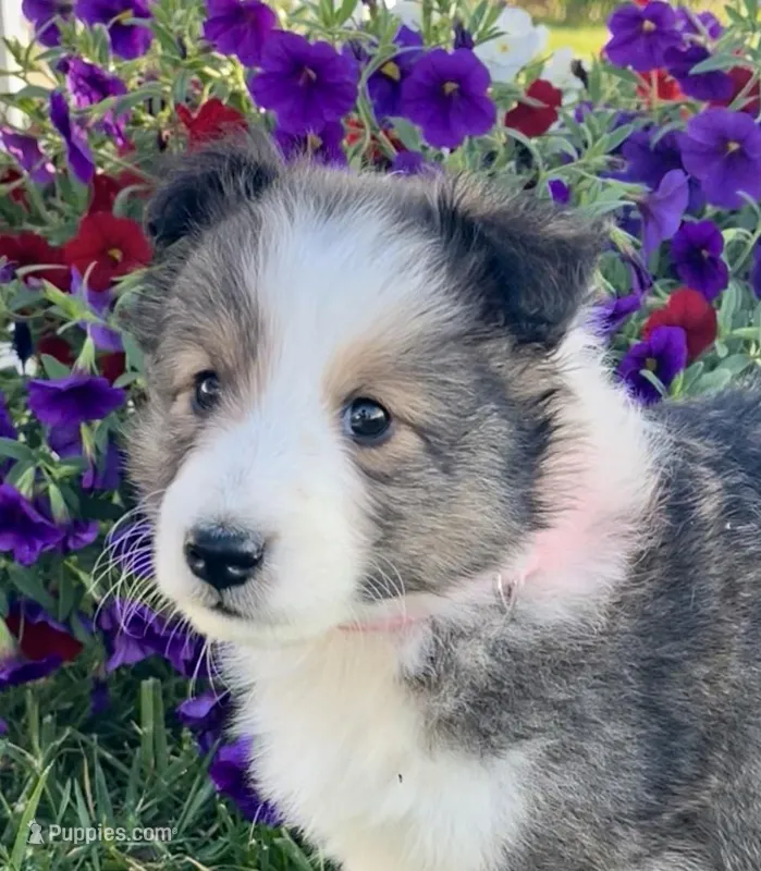 Allie – Shetland Sheepdog puppy for sale in Bloomfield, MO