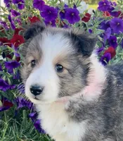 Allie, a female Shetland Sheepdog for sale in Bloomfield, MO – 5 of 10