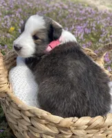 Allie, a female Shetland Sheepdog for sale in Bloomfield, MO – Photo 3 of 8