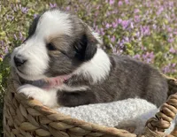 Allie, a female Shetland Sheepdog for sale in Bloomfield, MO – Photo 5 of 8