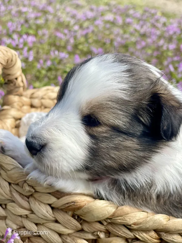 Allie – Shetland Sheepdog puppy for sale in Bloomfield, MO