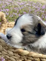 Allie, a female Shetland Sheepdog for sale in Bloomfield, MO – Photo 6 of 8