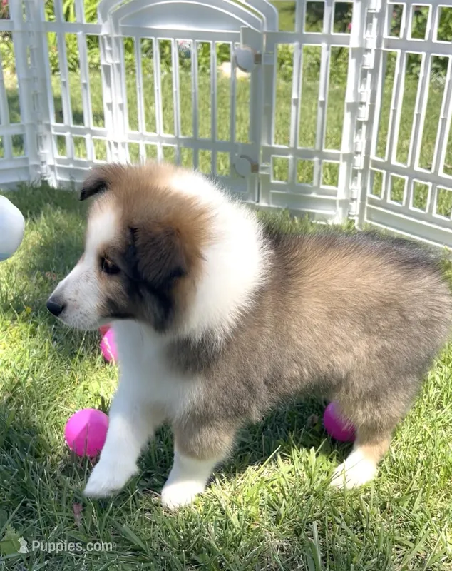 Allie – Shetland Sheepdog puppy for sale in Bloomfield, MO