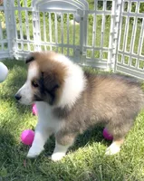 Allie, a female Shetland Sheepdog for sale in Bloomfield, MO – 1 of 10