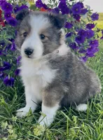 Allie, a female Shetland Sheepdog for sale in Bloomfield, MO – 6 of 10