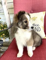 Allie, a female Shetland Sheepdog for sale in Bloomfield, MO – 3 of 10