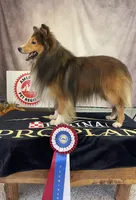 Allie, a female Shetland Sheepdog for sale in Bloomfield, MO – Photo 8 of 8