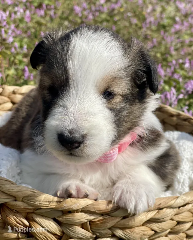 Allie – Shetland Sheepdog puppy for sale in Bloomfield, MO