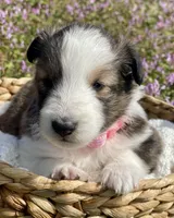 Allie, a female Shetland Sheepdog for sale in Bloomfield, MO – Photo 1 of 8