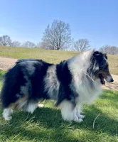 Allie, a female Shetland Sheepdog for sale in Bloomfield, MO – Photo 7 of 8