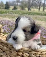 Allie, a female Shetland Sheepdog for sale in Bloomfield, MO – Photo 2 of 8