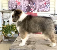 Allie, a female Shetland Sheepdog for sale in Bloomfield, MO – 4 of 10