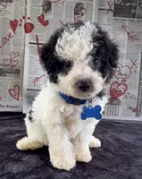 Jasper Video, a male Miniature Aussiedoodle for sale in Bloomfield, MO – 4 of 10