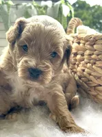 F1bb Mini Parker , a male Goldendoodle and Miniature Goldendoodle for sale in Bloomfield, MO – 5 of 10