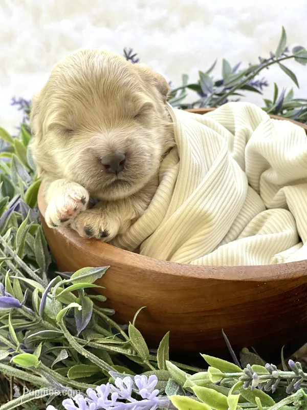 F1bb Mini Paisley – Goldendoodle, Miniature Goldendoodle puppy for sale in Bloomfield, MO