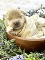 Paisley, a female Goldendoodle and Miniature Goldendoodle for sale in Bloomfield, MO – 2 of 8