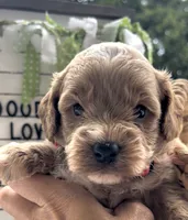 F1bb Mini Parker , a male Goldendoodle and Miniature Goldendoodle for sale in Bloomfield, MO – 6 of 10