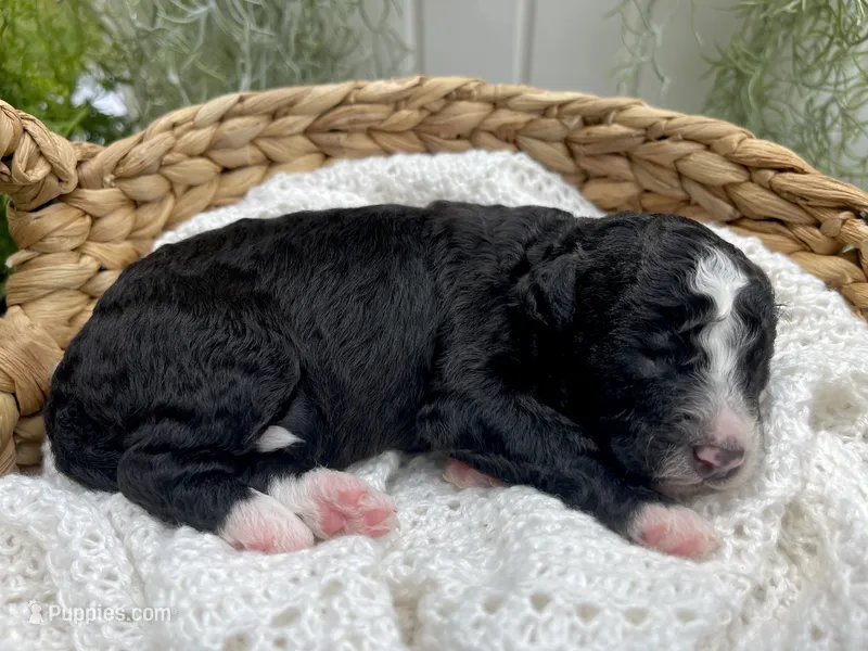Trace  – Miniature Aussiedoodle puppy for sale in Bloomfield, MO