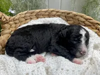 Trace , a male Miniature Aussiedoodle for sale in Bloomfield, MO – 1 of 5