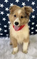 Georgia, a female Shetland Sheepdog for sale in Bloomfield, MO – Photo 3 of 10