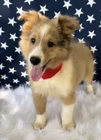 Georgia, a female Shetland Sheepdog for sale in Bloomfield, MO – Photo 4 of 10