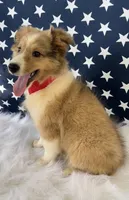 Georgia, a female Shetland Sheepdog for sale in Bloomfield, MO – Photo 5 of 10