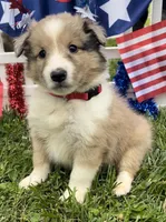 Georgia, a female Shetland Sheepdog for sale in Bloomfield, MO – Photo 6 of 10