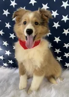 Georgia, a female Shetland Sheepdog for sale in Bloomfield, MO – Photo 2 of 10