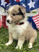 Georgia, a female Shetland Sheepdog for sale in Bloomfield, MO – Photo 10 of 10