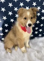 Georgia, a female Shetland Sheepdog for sale in Bloomfield, MO – Photo 1 of 10