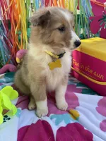 Georgia, a female Shetland Sheepdog for sale in Bloomfield, MO – Photo 8 of 10