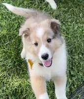 Georgia, a female Shetland Sheepdog for sale in Bloomfield, MO – Photo 7 of 10