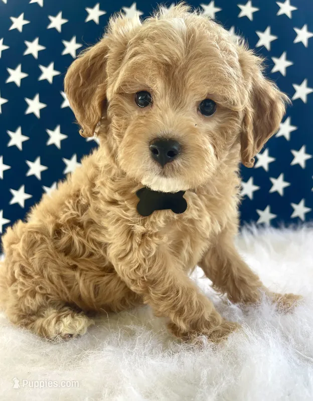 F1bb Mini Oliver  – Goldendoodle, Miniature Goldendoodle puppy for sale in Bloomfield, MO