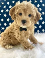 F1bb Mini Oliver , a male Goldendoodle and Miniature Goldendoodle for sale in Bloomfield, MO – 4 of 10