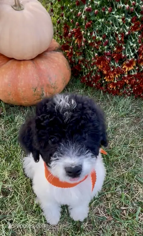 Jet (videos) – Miniature Aussiedoodle puppy for sale in Bloomfield, MO