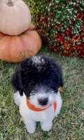 Jet (videos), a male Miniature Aussiedoodle for sale in Bloomfield, MO – 1 of 10