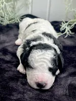 Jasper, a male Miniature Aussiedoodle for sale in Bloomfield, MO – 4 of 6
