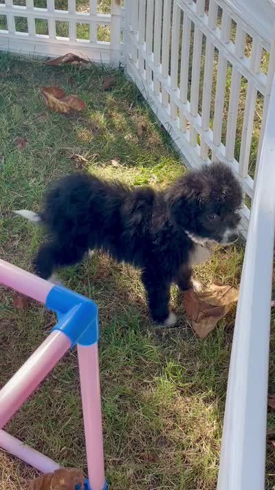 Onyx (Videos) , a female Miniature Aussiedoodle for sale in Bloomfield, MO – 6 of 10
