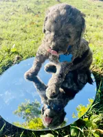 Presley, a male Goldendoodle for sale in Bloomfield, MO – Photo 8 of 10
