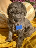 Presley, a male Goldendoodle for sale in Bloomfield, MO – Photo 5 of 10