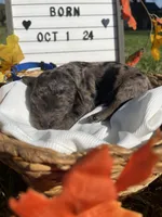 Presley, a male Goldendoodle for sale in Bloomfield, MO – Photo 9 of 10